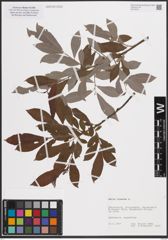 Foto von Salix cinerea L.